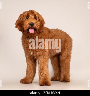 Handsome male apricot or red Australian Cobberdog aka Labradoodle, standing a bit side ways. Looking friendly beside camera. Black nose, pink tongue o Stock Photo