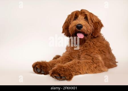 Handsome male apricot or red Australian Cobberdog aka Labradoodle, laying down with paws over edge. Looking friendly beside camera. Black nose, pink t Stock Photo