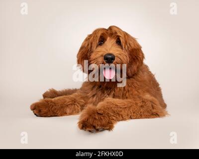 Handsome male apricot or red Australian Cobberdog aka Labradoodle, laying down with paws over edge. Looking friendly straight to camera. Black nose, p Stock Photo