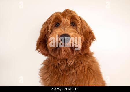 Head shot of handsome male apricot or red Australian Cobberdog aka Labradoodle. Looking friendly towards camera. Black nose, mouth closed. Isolated on Stock Photo