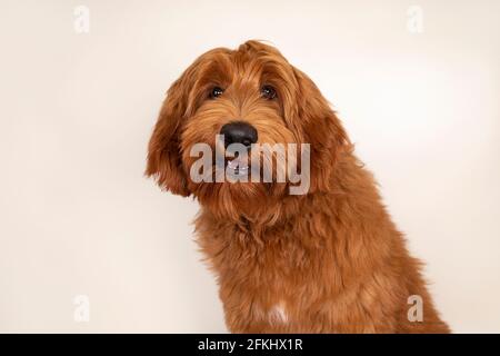 Head shot of handsome male apricot or red Australian Cobberdog aka Labradoodle. Looking friendly towards camera with funny expression. Black nose, mou Stock Photo