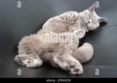 British shorthair cat sleeping on black lounge chair. Stock Photo