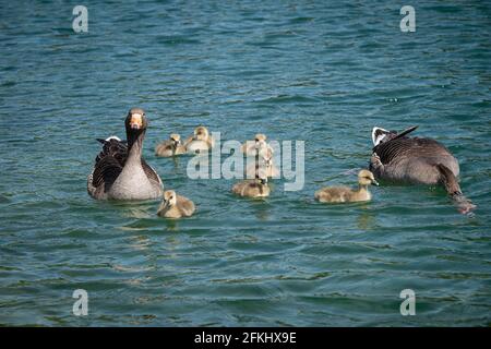 Geese in Lyon France Stock Photo Alamy