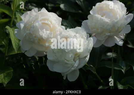 Peony Corinne Wersan.  Double white peony flower. Paeonia lactiflora (Chinese peony or common garden peony). Stock Photo