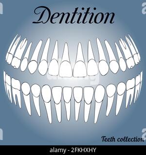 dental records 3D Stock Vector