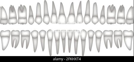 3d dentition Stock Vector