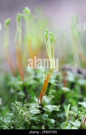 Plagiomnium medium, commonly known as Alpine thyme-moss or intermediate plagiomnium moss Stock Photo