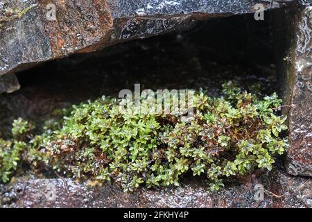 Encalypta streptocarpa, known as spiral extinguisher-moss Stock Photo