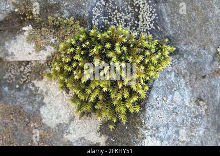 Hedwigia ciliata, commonly known as white-tipped moss Stock Photo