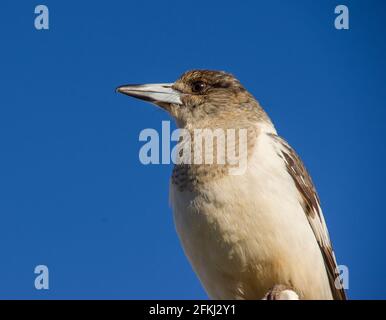 Close-up of young Pied Butcherbird, Cracticus nigrogularis, perched on roof in Queensland, Australia. Background of clear blue winter sky. Copy space Stock Photo