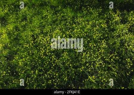Gagea minima flowers and grass outdoors spring day Stock Photo