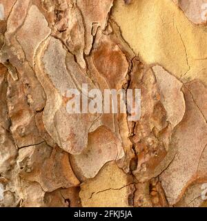 Close up detail of tree bark Stock Photo