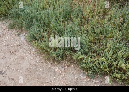 Salicornia fruticosa plants in a salt marsh Stock Photo