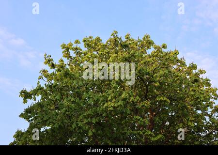 Young leaves of horse chestnut tree, UK, in spring. Stock Photo