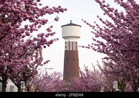 water tower of the former chemical factory Kalk at the shopping mall Koeln Arcaden in the district Kalk, blooming cherry trees in Buergerpark, Cologne Stock Photo