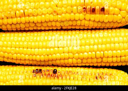 Cropped macro shot of three corncobs grilled on barbecue fire. Yellow corn cob seeds pattern with roasted parts. Clean eating habits concept. Backgrou Stock Photo