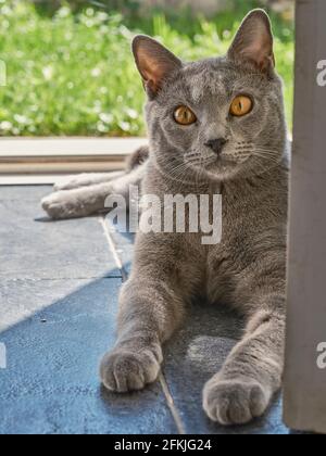 Grey domestic cat with amber eyes lying on tiled floor by a doorway in sunlight, looking at camera Stock Photo