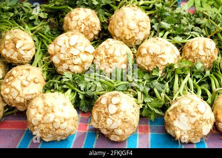 A pile of fresh healthy organic celery roots. Harvest heap of locally produced celeriac at street market stand. Clean eating concept. Dietary nutritio Stock Photo