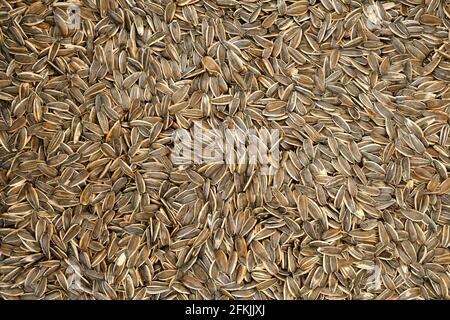 Pile of toasted fried organic jumbo sunflower seeds texture background. Natural salty snack. Clean eating concept. Healthy nutritious vegan vitamin di Stock Photo
