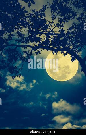 Silhouette of the branches of trees against the night sky in a moon. Beautiful landscape with bright moon in the night sky. Cross process and vintage Stock Photo