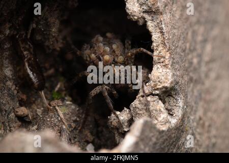 A big scary spider looking ahead in its hole in a tree trunk Stock Photo