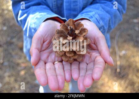 Woman hand holding dry Pine cone seed in the morning sunlight with Bokeh background Stock Photo