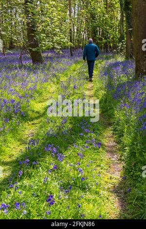 Wimborne, Dorset UK. 2nd May 2021. UK weather: The sunshine shines through spectacular display of bluebells in woods near Wimborne, Dorset on Bank Holiday Sunday. A changeable day with sunshine and showers.  Credit: Carolyn Jenkins/Alamy Live News Stock Photo