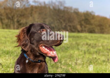 Resting dog in spring day. Brown Flat coated retriever puppy. Dog's eyes. Five months old puppy. Stock Photo