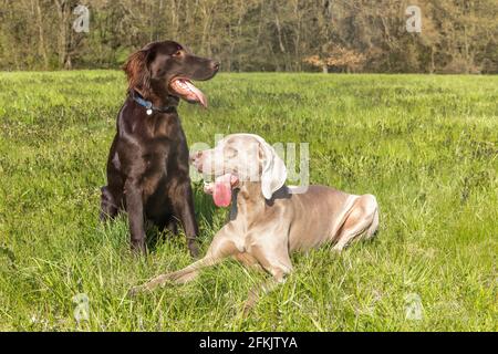 Resting dogs in spring day. Brown Flat coated retriever puppy and Weimarane on a spring meadow. Hunting season. Stock Photo