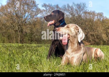 Resting dogs in spring day. Brown Flat coated retriever puppy and Weimarane on a spring meadow. Hunting season. Stock Photo