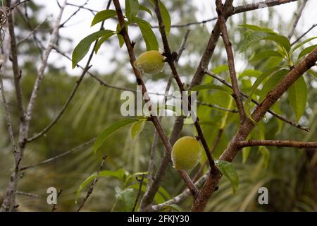 Young peaches growing on a tree in light morning rain. Stock Photo