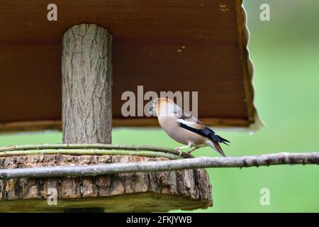 Hawfinch sitting on the rack with sunflower in its beak Stock Photo