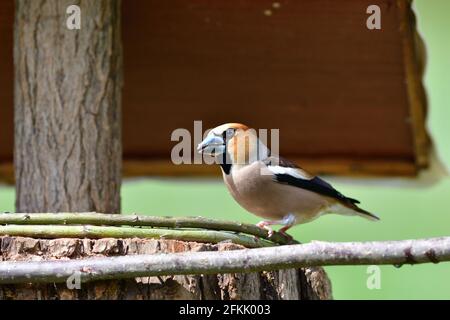 Hawfinch sitting on the rack with sunflower in its beak Stock Photo