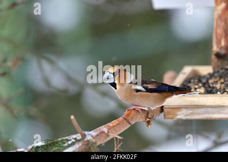 Hawfinch sitting on the rack with sunflower in its beak Stock Photo