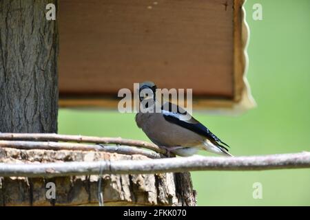 Hawfinch sitting on the rack with sunflower in its beak Stock Photo