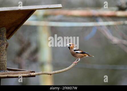 Hawfinch sitting on the rack with sunflower in its beak Stock Photo