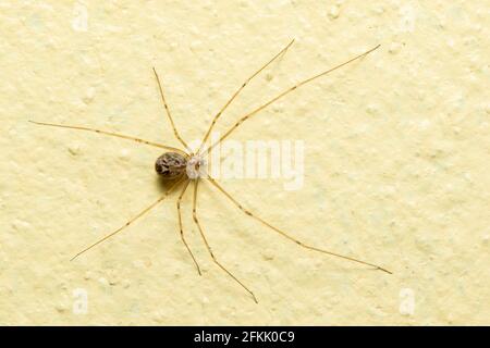 Image of daddy long legs spiders on the floor. Insect. Animal. Stock Photo