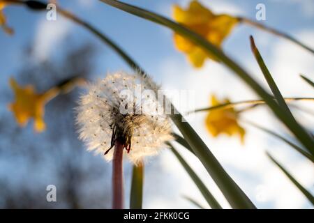 A dandelion seedhead during sunset Stock Photo