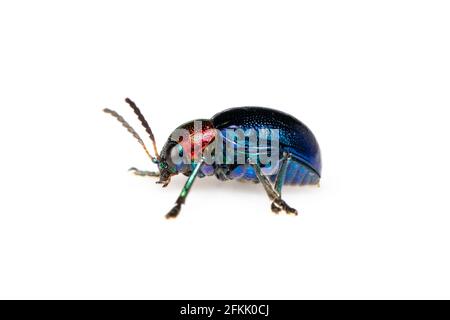 Blue Headed Insect Image of blue milkweed beetle isolated on white background. From top ...