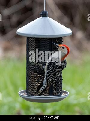 Male Red Bellied Woodpecker ( Melanerpes carolinus ) Perched On Feeder Stock Photo