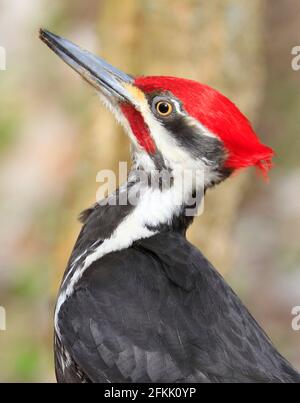 Pileated woodpecker portrait into the forest, Quebec, Canada Stock Photo