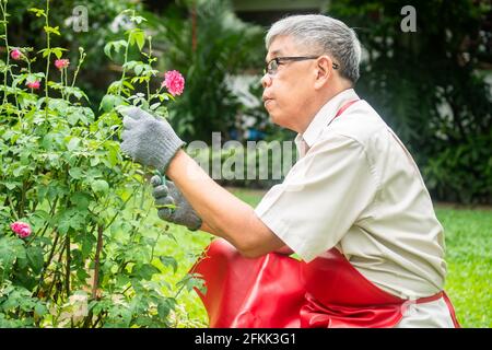 A happy and smiling Asian old elderly man is pruning twigs and flowers for a hobby after retirement in a home. Concept of a happy lifestyle and good h Stock Photo