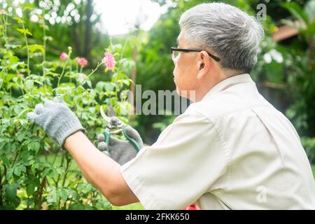 A happy and smiling Asian old elderly man is pruning twigs and flowers for a hobby after retirement in a home. Concept of a happy lifestyle and good h Stock Photo