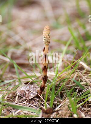 Horsetail field. Spore-bearing stems, close-up Stock Photo
