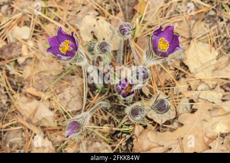 First spring flowers of dream herb in the forest. View from above Stock Photo