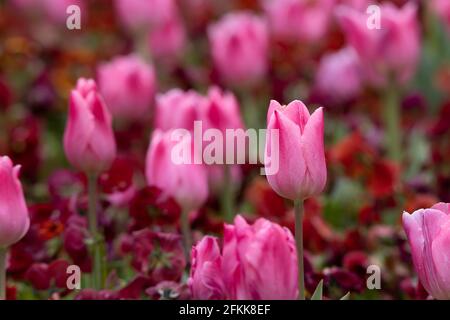 colorful fresh pink tulips in a bed of spring flowers blurred background Stock Photo