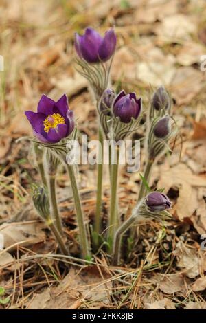 First spring flowers dream herb in the forest Stock Photo