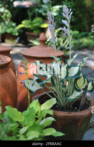 Variegated hosta Dancing in the Rain grows on in a terra cotta pot in a garden in July Stock Photo