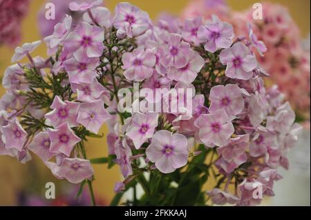 Phlox paniculata Abramtsevskoe Kruzhevo (Abramtsevo Lace) blooms on an exhibition in August Stock Photo