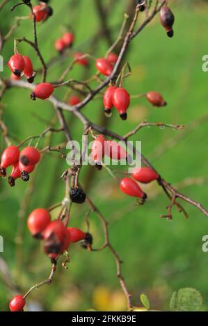 Red hips of Laxa rootstock (Rosa coriifolia Froebelii)  in a garden in October Stock Photo
